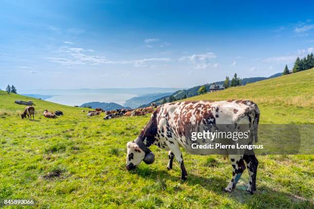 cow grazing on an alpine meadow above lake geneva and the city of montreux, switzerland - spotted cow stock pictures, royalty-free photos & images