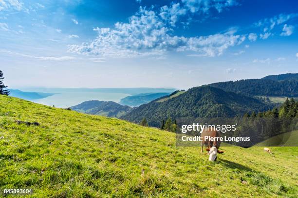 cow grazing on an alpine meadow above lake geneva and the city of montreux, switzerland - cow pasture stock pictures, royalty-free photos & images