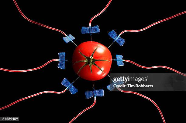 tomato with tubes of red liquid on black backgroun - genetic modification stock-fotos und bilder