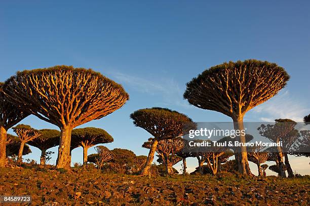 yemen, socotra island, dragon tree, dracaena cinna - dragon tree stock pictures, royalty-free photos & images