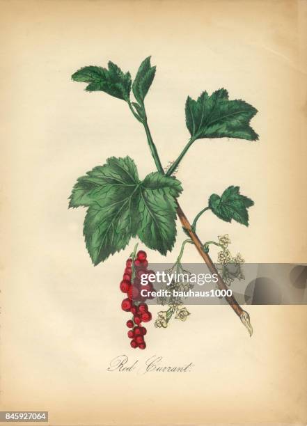 red currant victorian botanical illustration - redcurrant stock illustrations