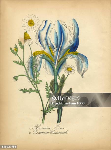 ilustraciones, imágenes clip art, dibujos animados e iconos de stock de florentina ilustración botánica orquídea y manzanilla común victoriana - orquidea salvaje