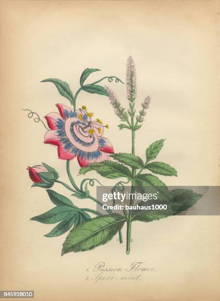 passion flower and spearmint victorian botanical illustration - spearmint stock illustrations