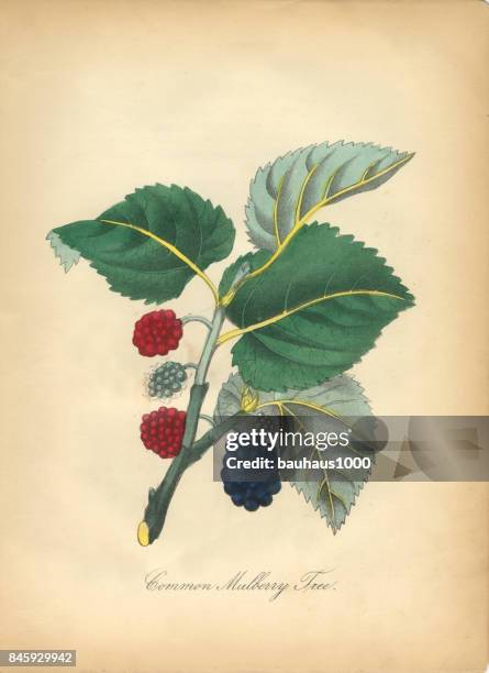 common mulberry tree victorian botanical illustration - mulberry fruit stock illustrations