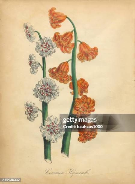 common hyacinth victorian botanical illustration - hyacinth stock illustrations