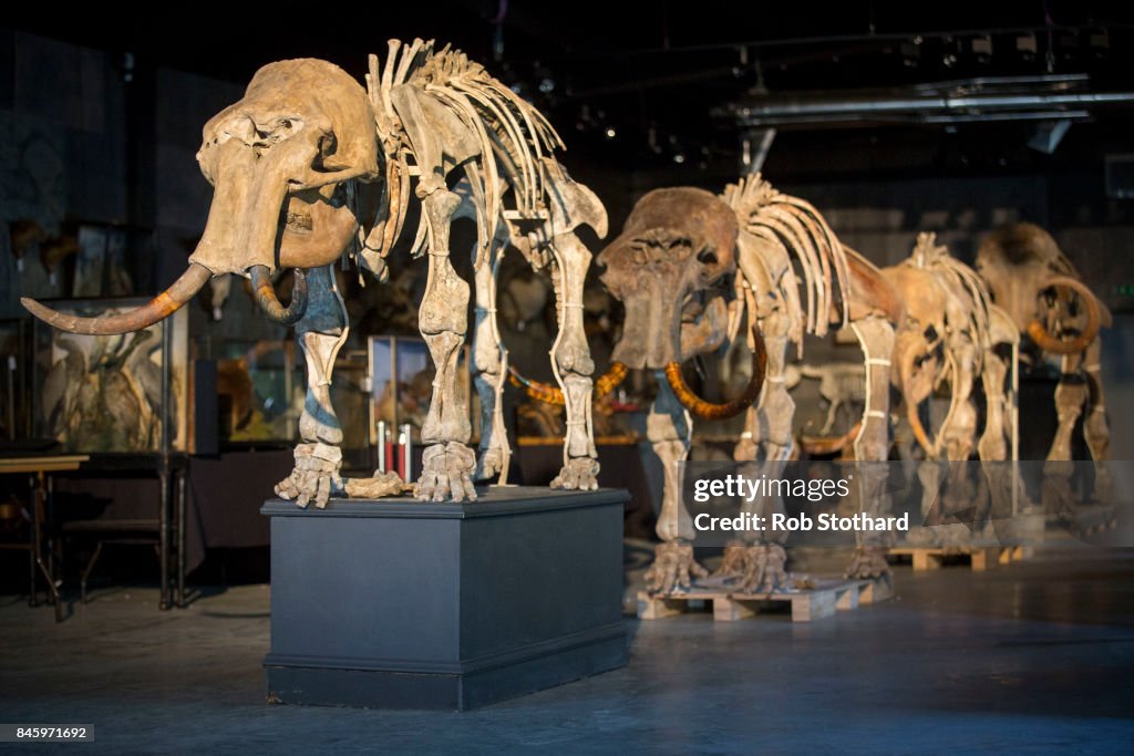Family Of Mammoths To Be Sold At Auction