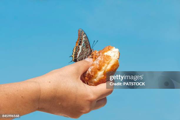 donut with butterfly - sakarun bildbanksfoton och bilder