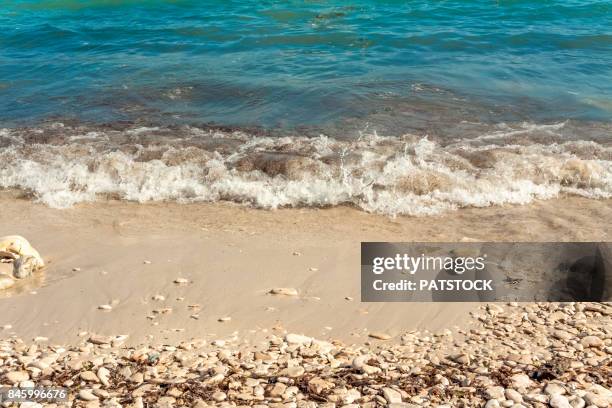 sakarun beach - sakarun bildbanksfoton och bilder