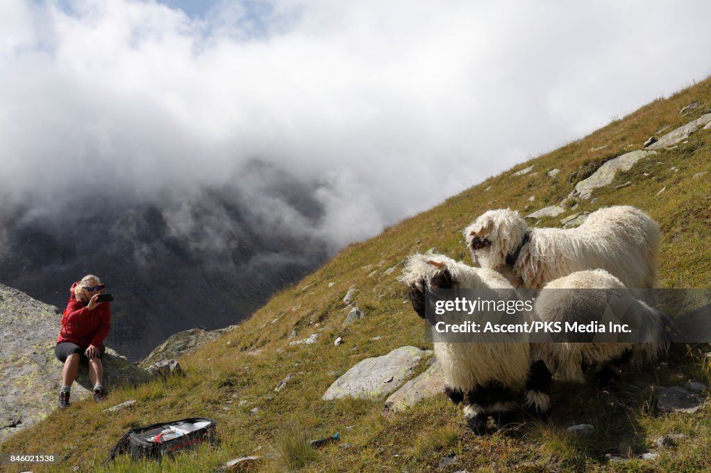 Woman takes smart phone pic of sheep in mountain meadow