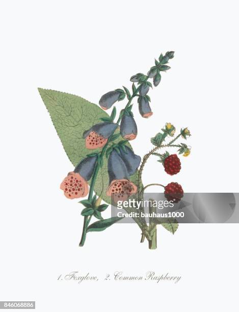 foxglove and common raspberry victorian botanical illustration - digitalis grandiflora stock illustrations