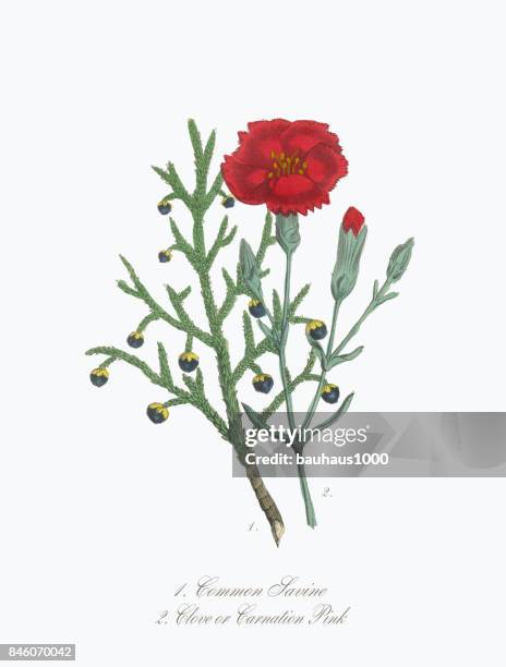 stockillustraties, clipart, cartoons en iconen met savine en kruidnagel of carnation victoriaanse botanische illustratie - kruidnagel