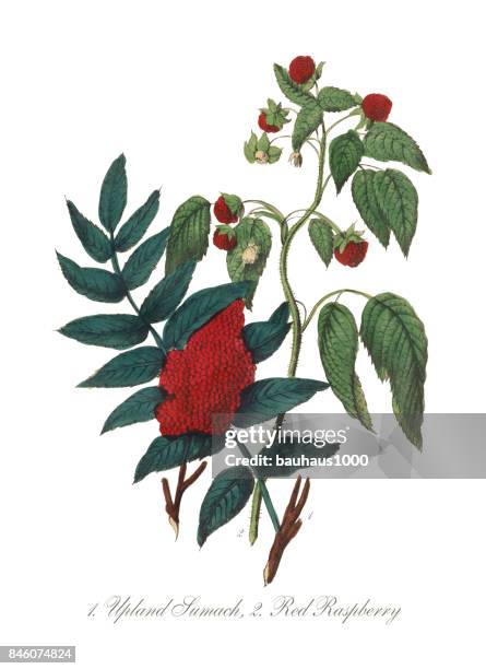 upland sumach and red raspberry victorian botanical illustration - sumac berries stock illustrations