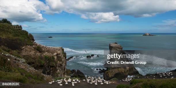 tourists observing the gannet colony at otakamiro point, muriwai beach. - オーストラリアシロカツオドリ ストックフォトと画像