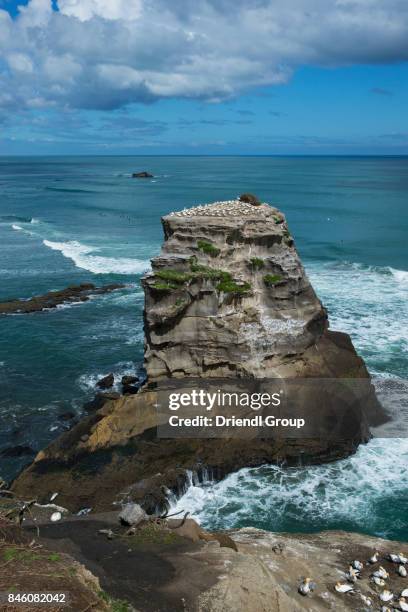 gannet rock at otakamiro point, muriwai beach. - オーストラリアシロカツオドリ ストックフォトと画像