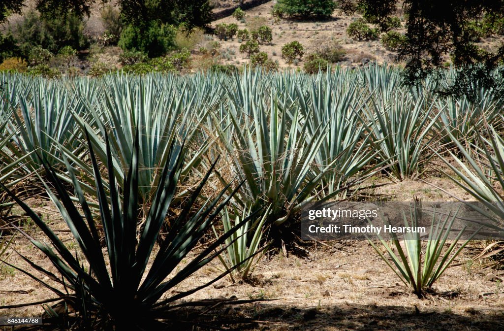 Close-up view of rows of blue agave plants