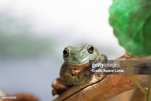 frog on a small branch - bufo toad stock pictures, royalty-free photos & images