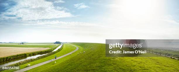 coastal plains of netherlands panoramic with grazing sheep and cyclist - deich stock-fotos und bilder