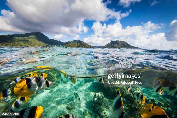 french polynesia - south pacific ocean - pacific double saddle butterflyfish stock pictures, royalty-free photos & images