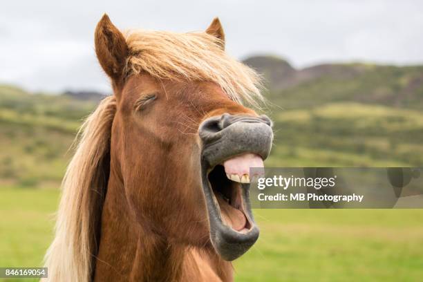 icelandic horse - pony stock pictures, royalty-free photos & images