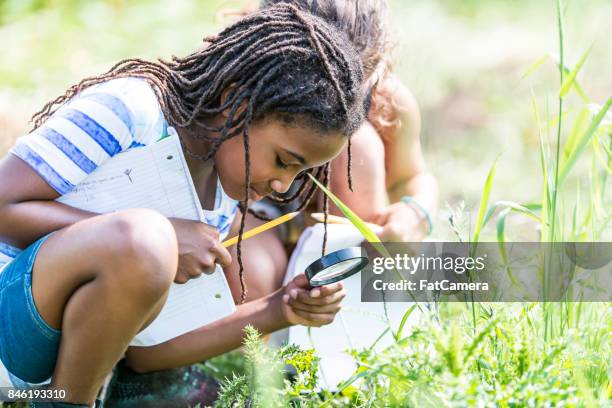 op zoek naar bugs - plant stem stockfoto's en -beelden