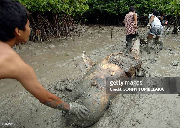 One of eight dead whales is dragged by students of veterinary doctors and activists to the shore in the Sarangan island, Bali on February 4, 2009....