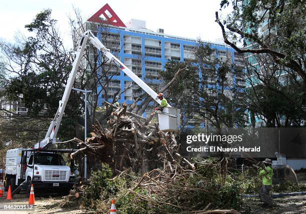 Workers clean up trees fallen at Brickell Avenue and 20th Street in Miami, after Hurricane Irma passed over South Florida, on Tuesday, Sept. 12, 2017.