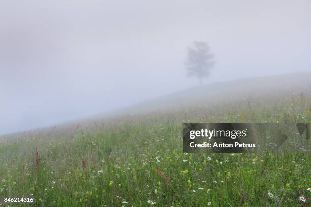 lonely tree at dawn in the fog - aspen tree silhouettes stock pictures, royalty-free photos & images