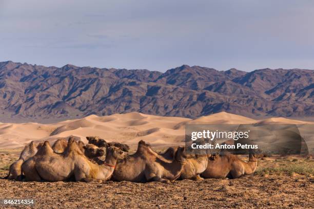 camels in the background of the desert and mountain scenery - bactrian camel stock pictures, royalty-free photos & images