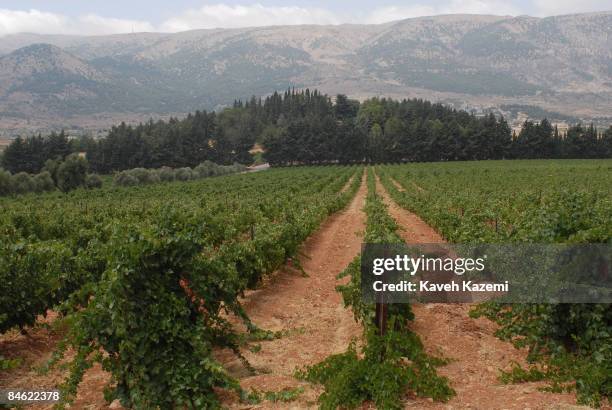 Situated in the heart of Lebanon, in the Bekaa Valley, Chateau Kefraya's 300hectare domain stretches into the foothills of Mount Lebanon, 20km to the...