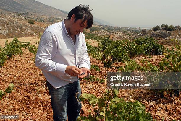 Fabrice Guiberteau, Chateau Kefraya's technical director and oenologist, tests the quality of grapes in the vineyards during the harvest. Situated in...