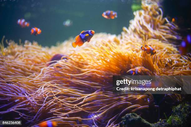 clownfish,anemonefish,wonderful and beautiful underwater world with corals and tropical fish. - scheich stock-fotos und bilder