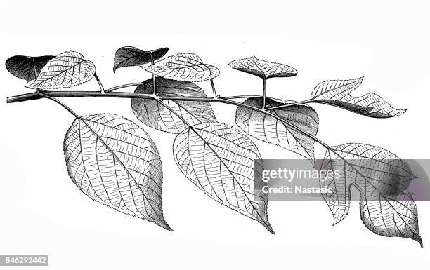 the paper mulberry (broussonetia papyrifera) - mulberry stock illustrations