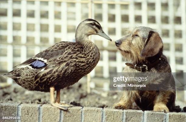 Ping the mallard duck with her friend Bramble the wire-haired dachshund owned by Mrs Christine Lisney near Bradord on Avon, Wiltshire July 1983.