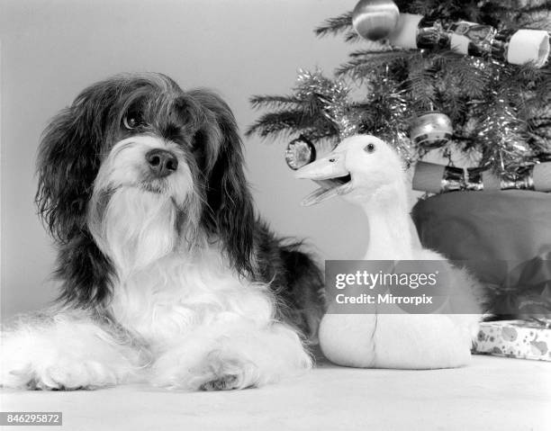 Pippin the mongrel dog and Florence the duck sitting under a Christmas tree.