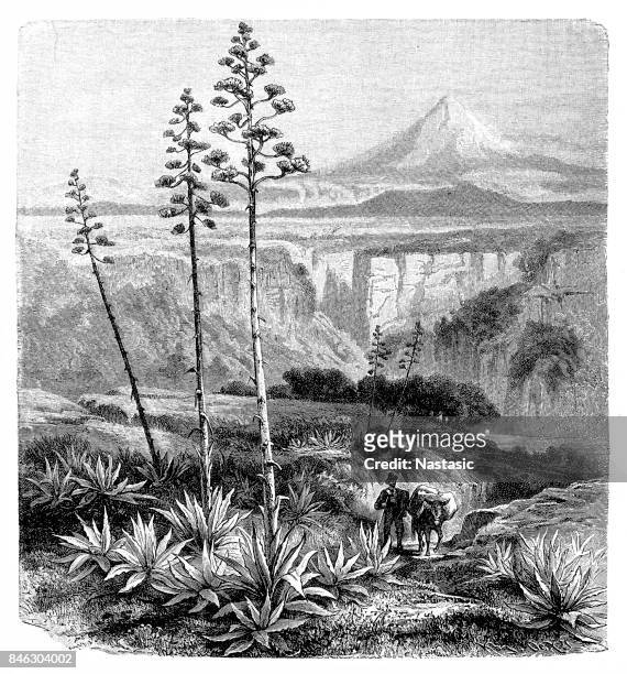 agave americana (century plant, maguey) - americana aloe stock illustrations