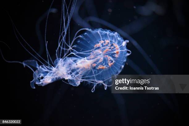 floating medusa - sea nettle jellyfish stock pictures, royalty-free photos & images