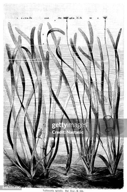 vallisneria spiralis,straight vallisneria, tape grass, or eel grass - vallisneria spiralis stock illustrations