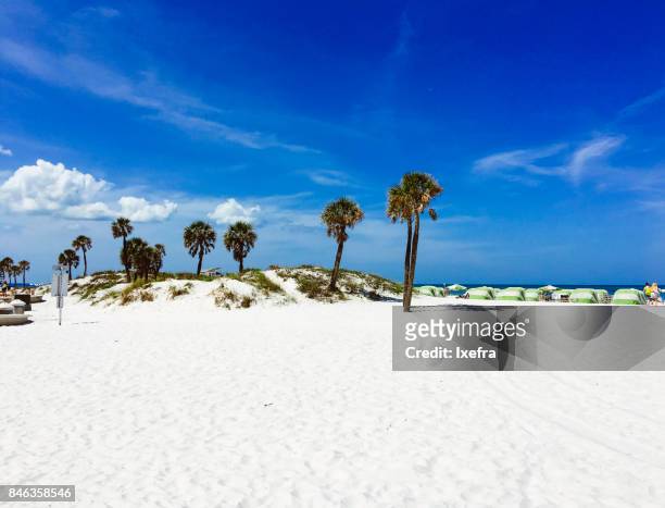 palm trees at clearwater beach, tampa, florida - tampa foto e immagini stock