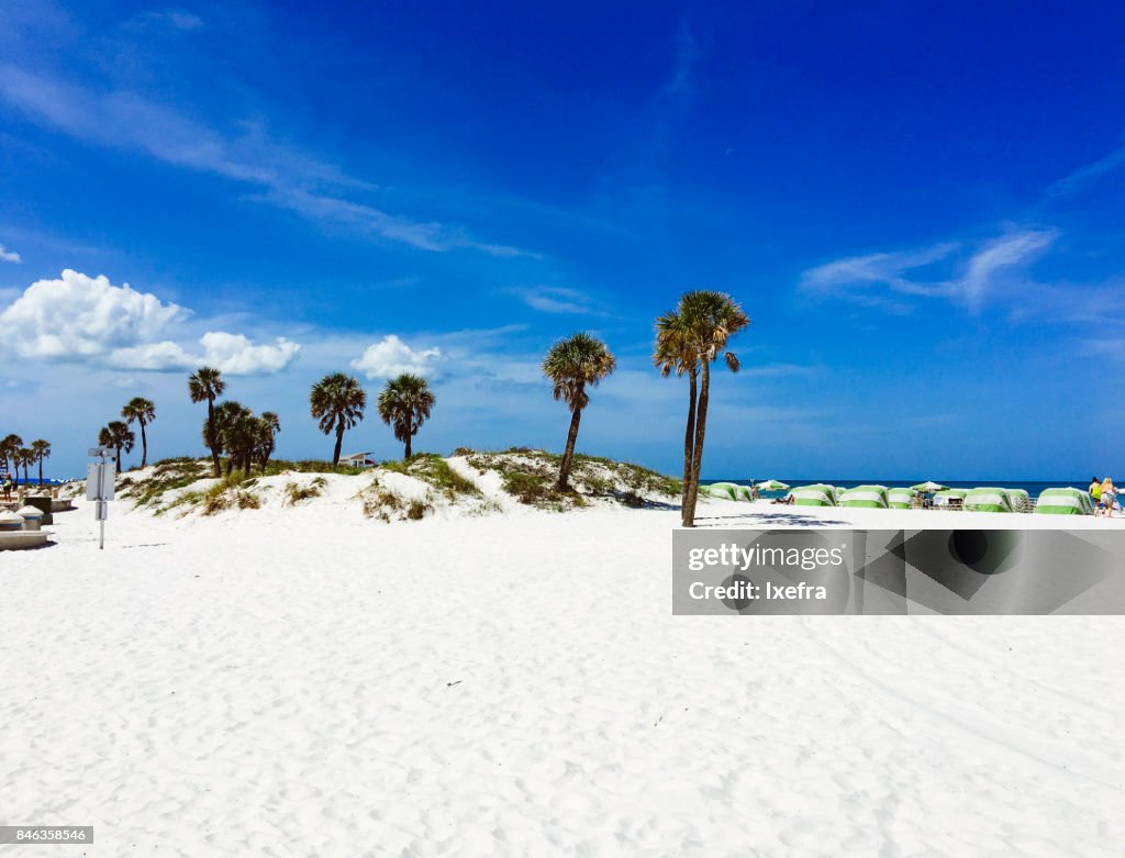 Palm trees at Clearwater beach, Tampa, Florida