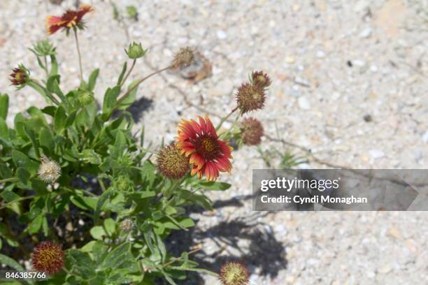 Firewheel Sapling Firewheel Photos and Premium High Res Pictures - Getty Images