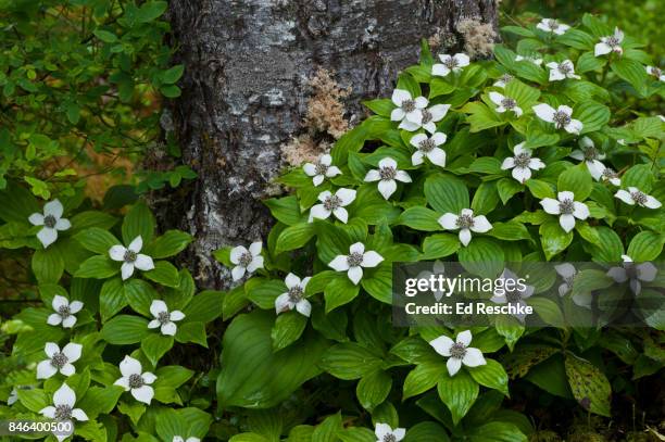 dwarf dogwood (cornus canadensis) or bunchberry in olympic national park, washington - bunchberry cornus canadensis stock pictures, royalty-free photos & images