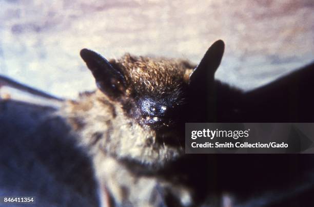 Anterior view of the face of a Myotis lucifugus , Trenton, New Jersey, 1966. Image courtesy CDC.