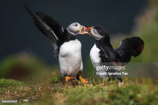 atlantic puffins fighting - ignatius tan stock-fotos und bilder