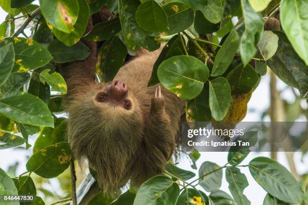 sloth hanging upside down - ignatius tan stock pictures, royalty-free photos & images