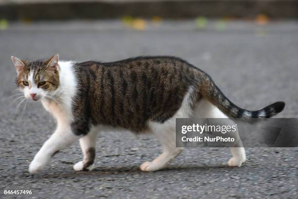 Larry, the cat of No. 10 Downing Street. London, UK, is seen walking, London on September 13, 2017.
