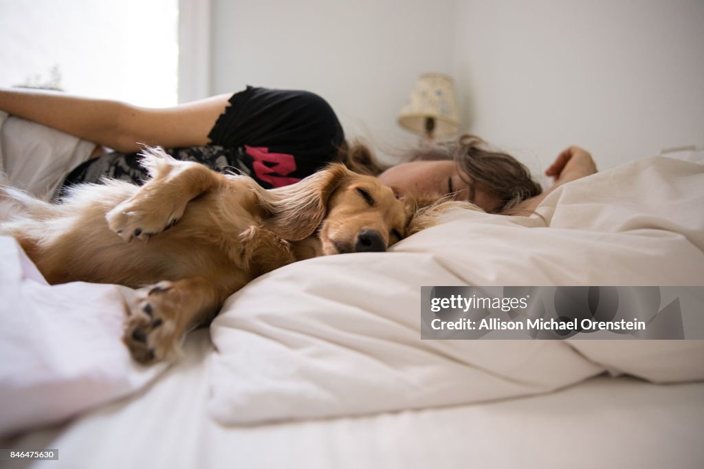 Long haired dachshund sleeping in bed with his human