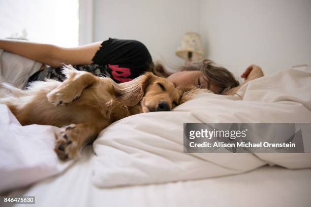 long haired dachshund sleeping in bed with his human - 家畜 個照片及圖片檔