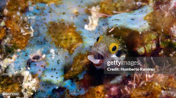 secretary blenny. - blenny stock pictures, royalty-free photos & images