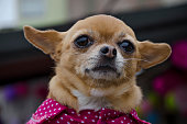 Dog Chihuahua