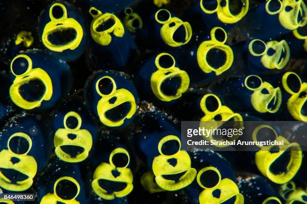 close up details of tunicate or sea squirt (clavelina robusta) - 濾過摂食動物 ストックフォトと画像